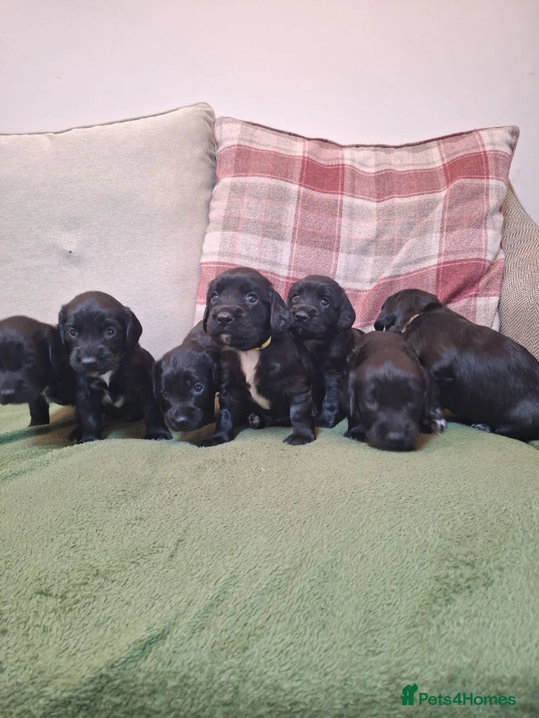 Sprocker dogs for sale: (6 left) sprocker puppies 🐶  5⭐️ breeder - Advert 1
