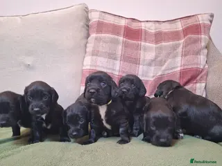 Sprocker dogs (5 left) sprocker puppies 🐶 5⭐️ breeder - Advert 6