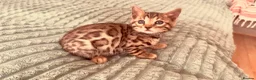 Bengal cats for sale: Stunning Purebred Bengal Kittens for sale. - Advert 4
