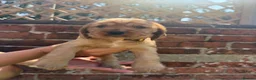 Cocker Spaniel dogs for sale: 🌟🌟🌟Beautiful English Gold Show Cocker Spaniel  - Advert 32