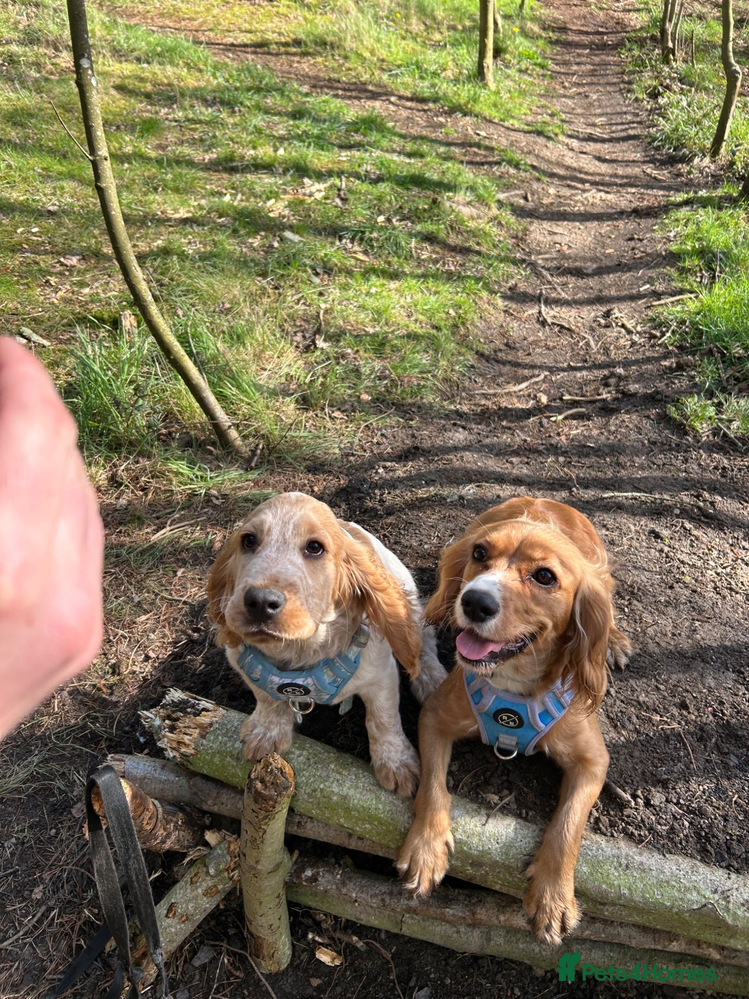 Cocker Spaniel dogs Capser the show cocker spaniel  - Advert 4