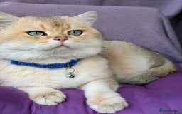 British Shorthair cats for sale: British shorthair kittens  silver/ golden TICA - Image 10