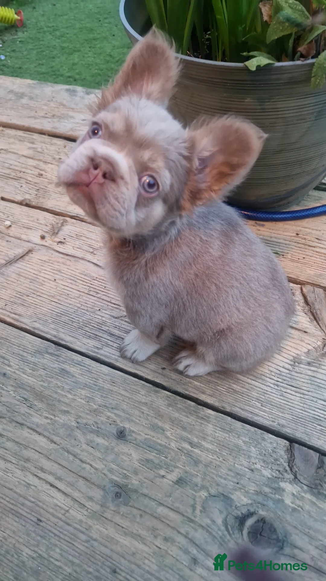 French Bulldog dogs for sale: Fluffy French Bulldogs  - Advert 2