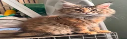 Maine Coon cats for sale: Stunning TICA registered Maine Coon Female - Advert 3