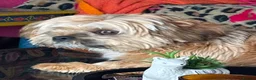 Mixed Breed dogs for sale: 7 month old Shorkie male - Advert 2