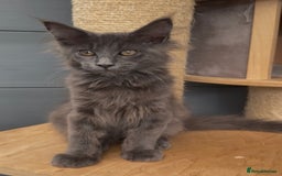 Maine Coon cats for sale: XL maine coon kittens Russia bloodlines Ready Now in Spalding - Image 8