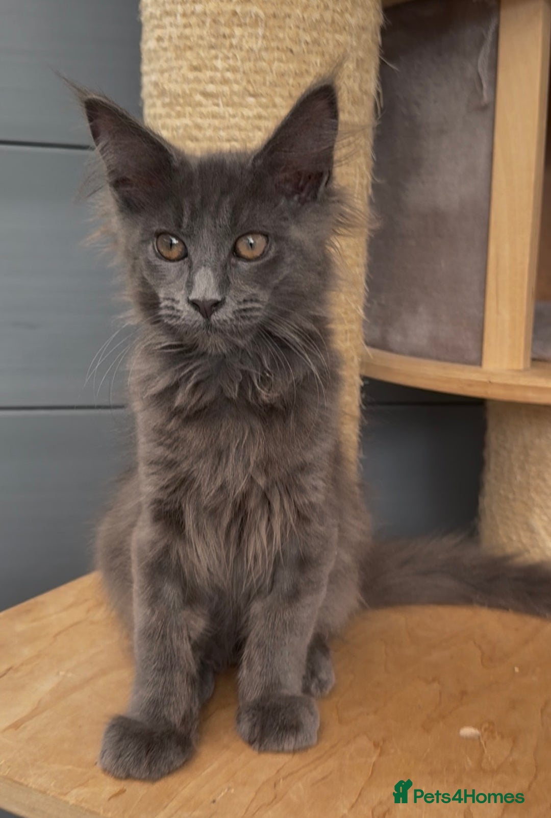 Maine Coon cats for sale: XL maine coon kittens Russia bloodlines Ready Now in Spalding - Image 8