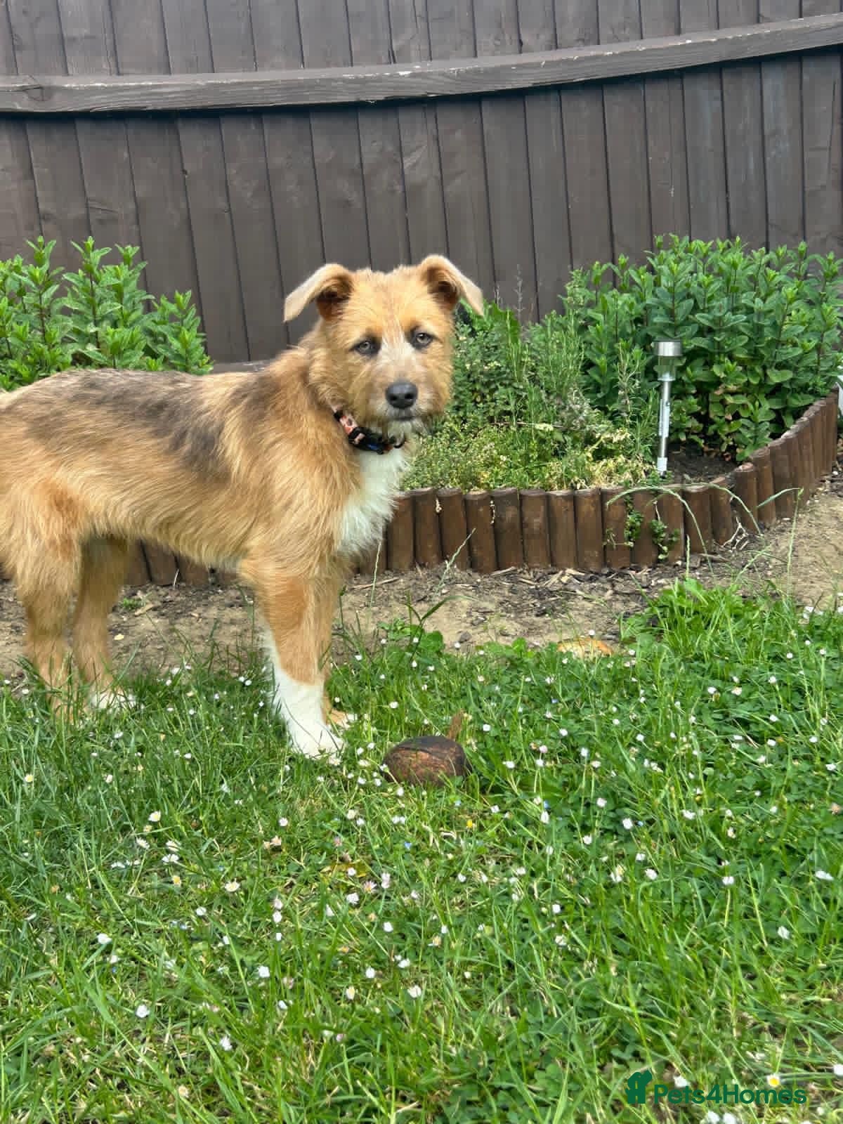 Mixed Breed dogs for adoption: Roger  in Milton Keynes - Advert 2