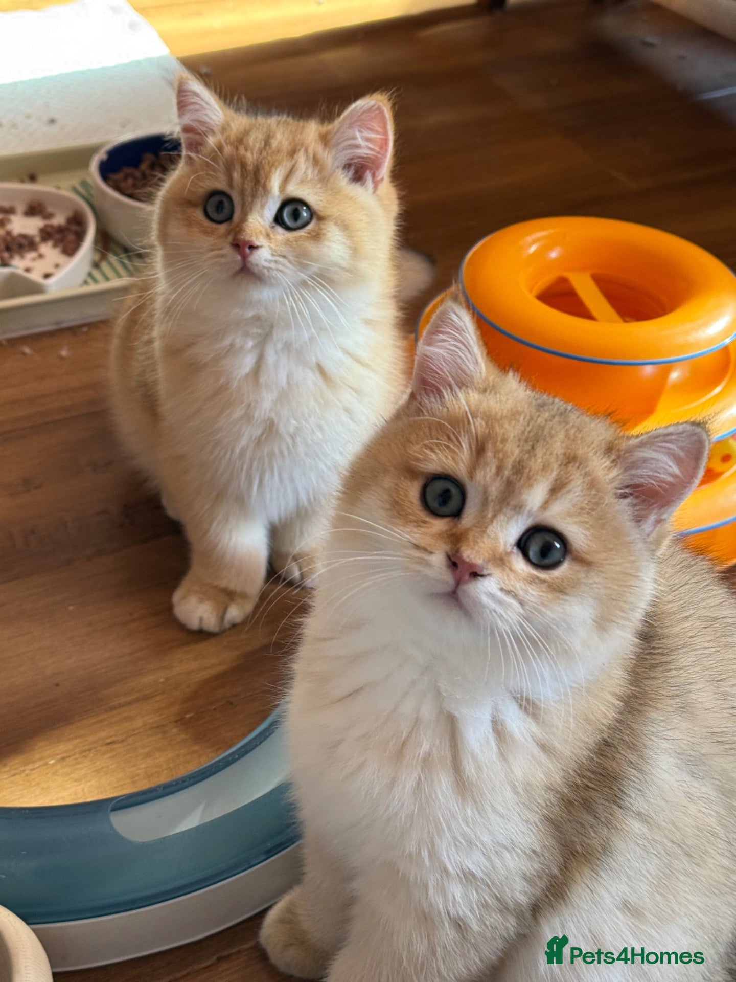 British Shorthair cats Show quality golden chinchillas ready 15/10 - Advert 1