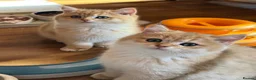British Shorthair cats for sale: Ready Show quality golden chinchillas - Advert 2