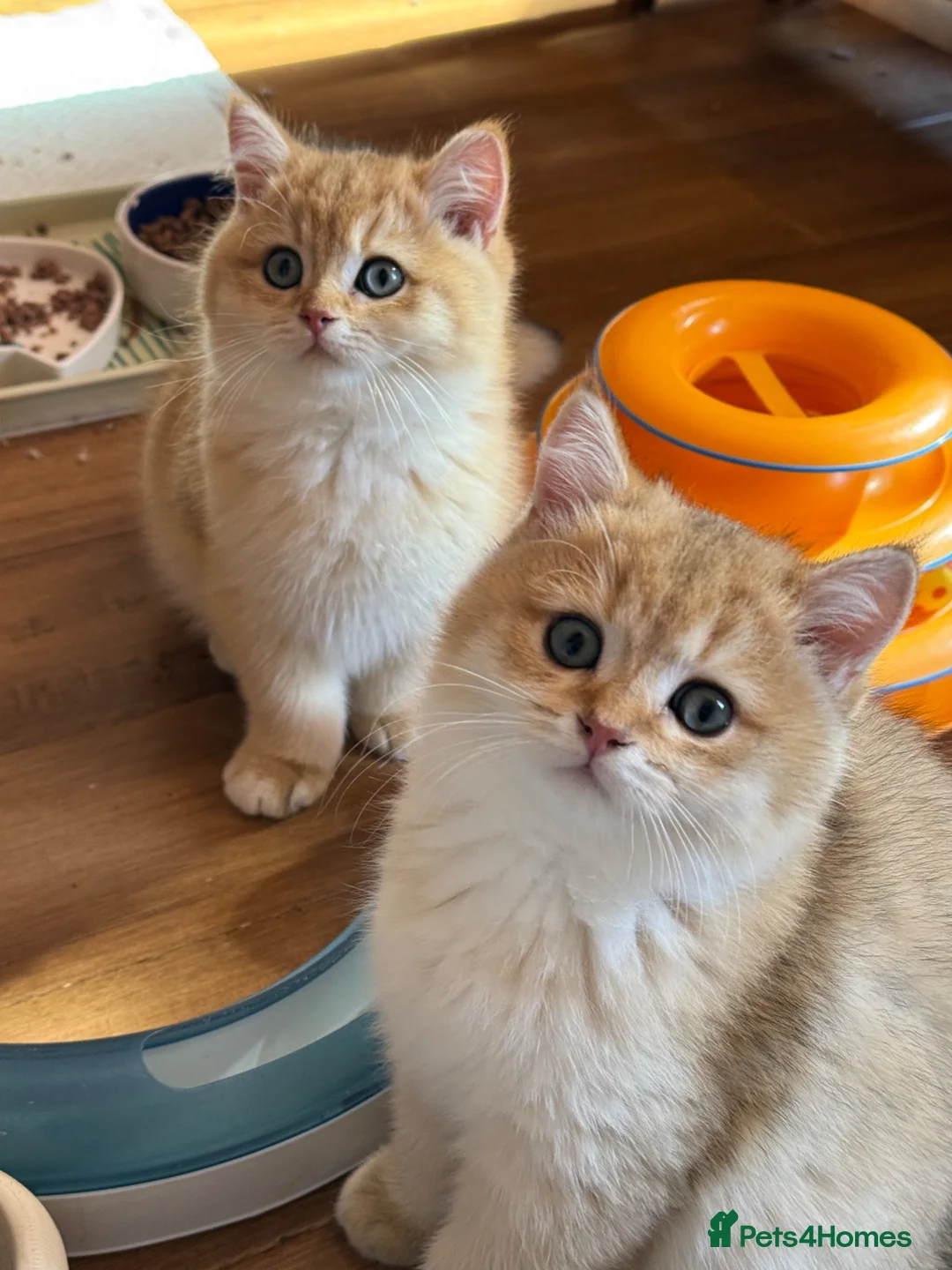 British Shorthair cats for sale: Ready Show quality golden chinchillas - Advert 2