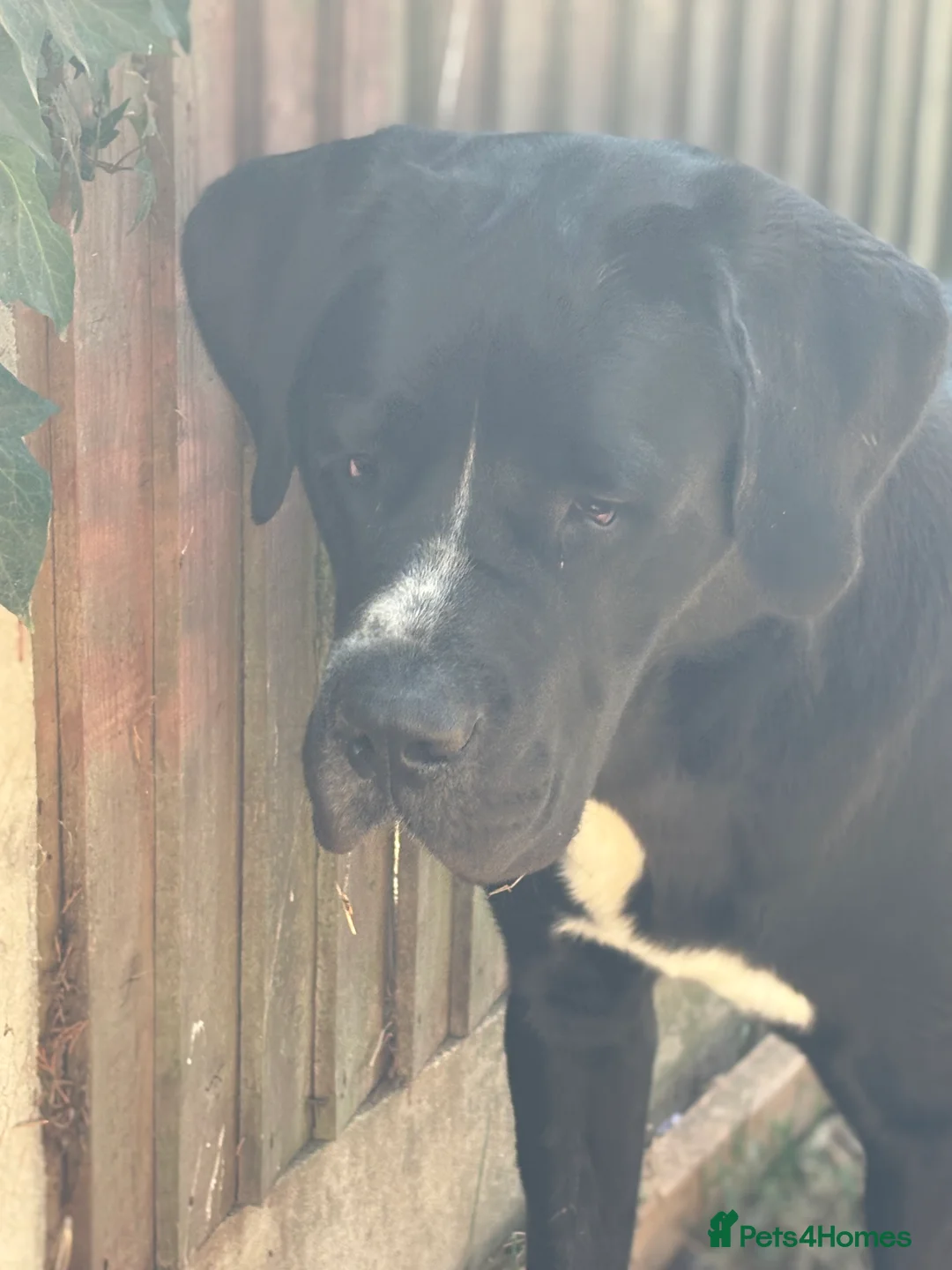 Mixed Breed dogs for sale: NO LITTER. REHOMING DOG - Advert 7