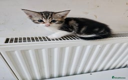 Mixed Breed cats for sale: 3 Adorable kittens  - Image 4