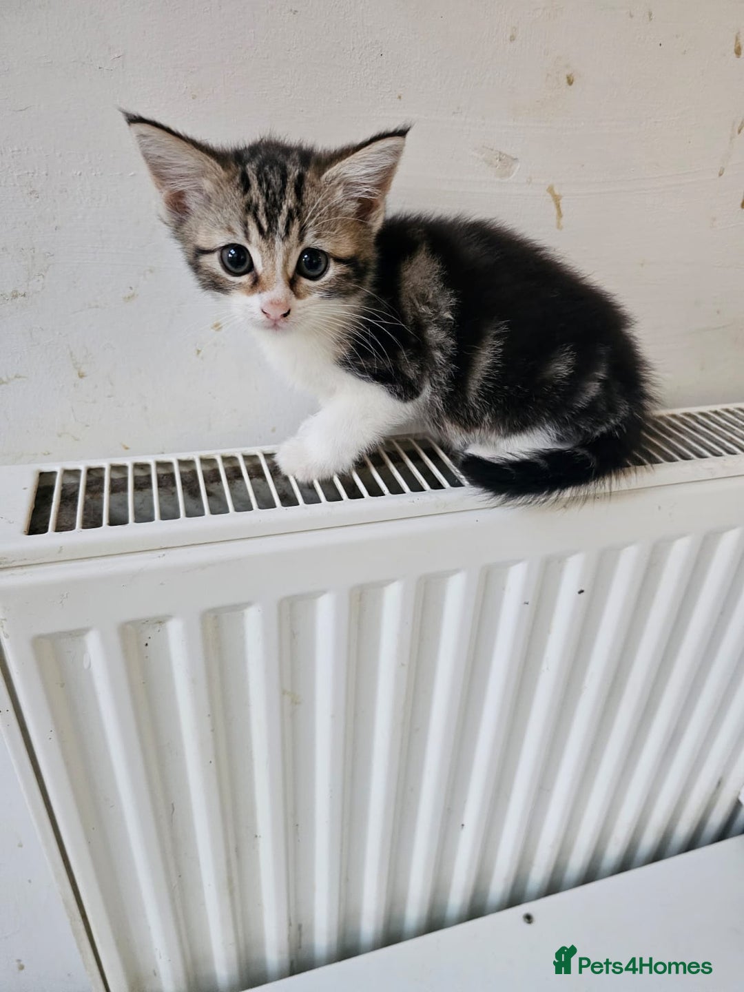 Mixed Breed cats for sale: 3 Adorable kittens  - Image 4