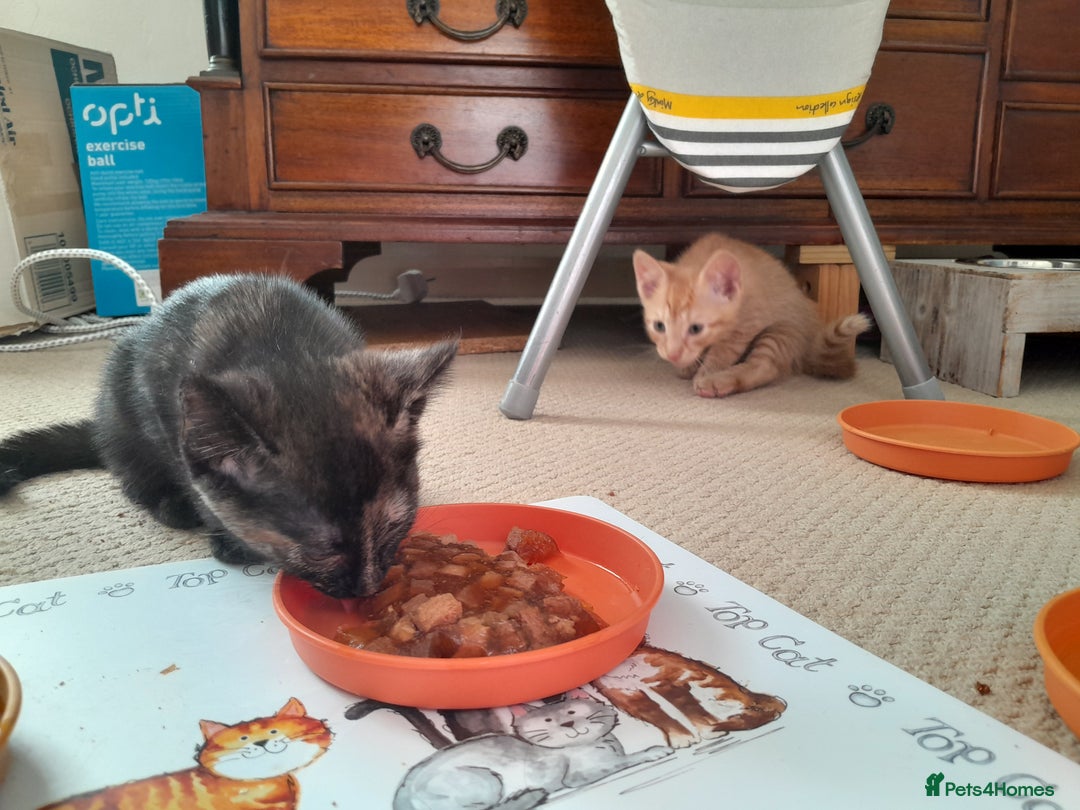 British Shorthair cats for sale: Cute playful smart kittens ready for new homes - Image 11