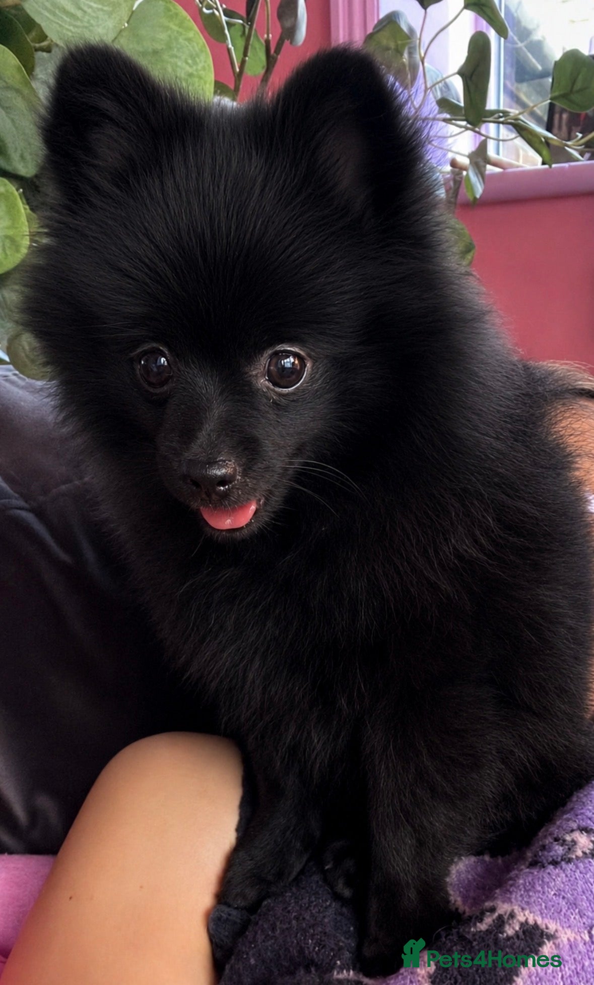 Pomeranian dogs Beautiful Black Pomeranian Girl 🩷 - Advert 1