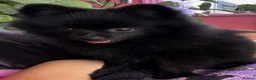 Pomeranian dogs for sale: Beautiful Black Pomeranian Girl 🩷 in Liverpool - Advert 1