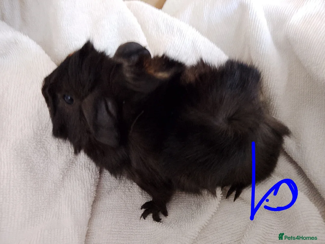 Guinea Pig rodents for sale: Several boars looking for new homes - Advert 2