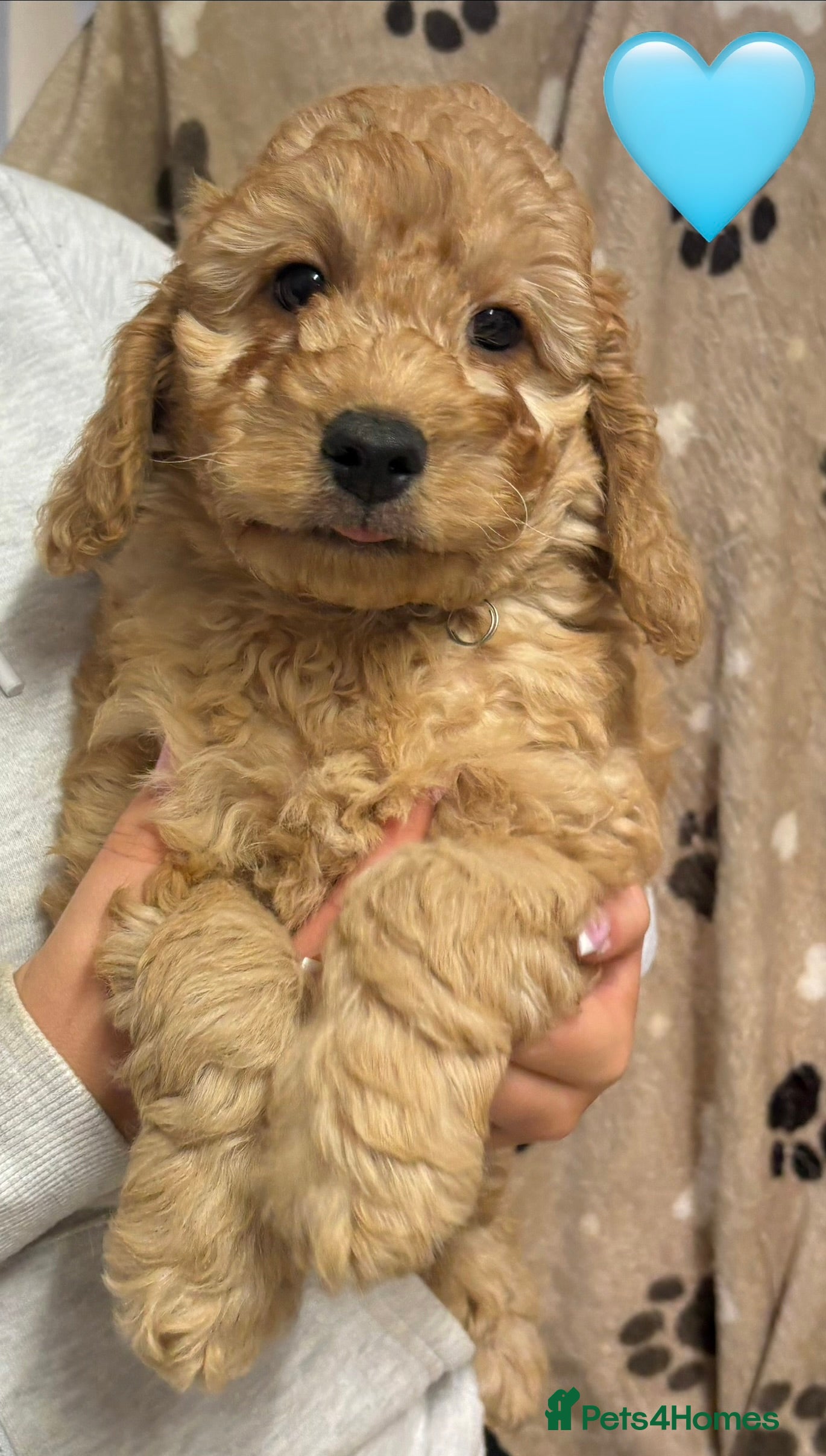 Cockapoo dogs Ready Now Miniature F1B Cockapoo puppies for ssle - Advert 2