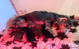 Miniature Dachshund dogs for sale: PEDIGREE MINIATURE LONGHAIRED DACHSHUNDS  - Image 14
