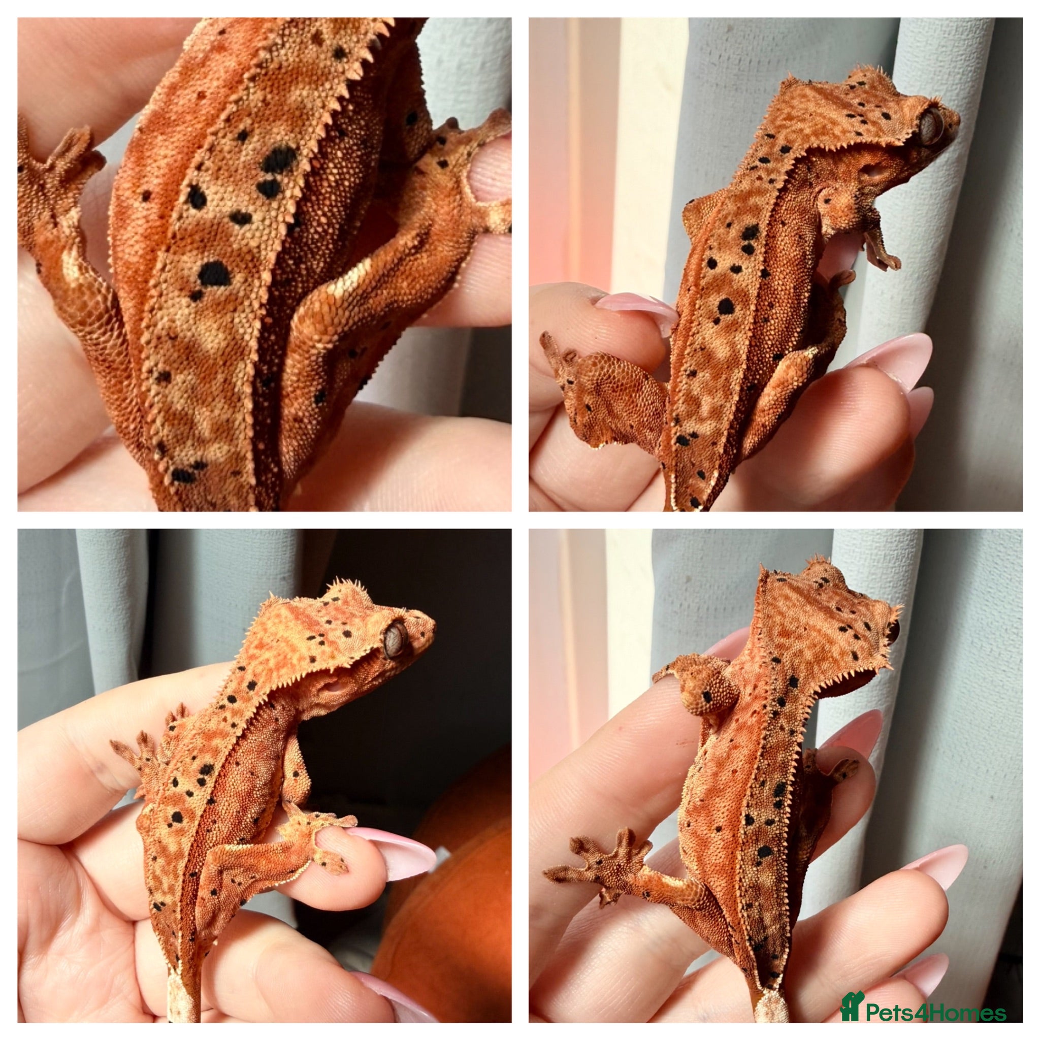Gecko reptiles Various Crested Geckos - Advert 15