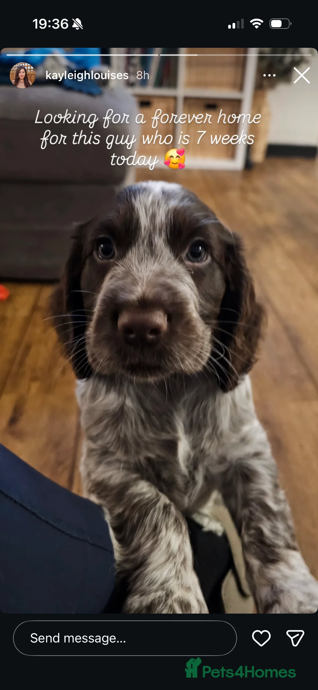 Cocker Spaniel dogs for sale: 2 cocker spaniel puppies for sale  in Prestatyn - Advert 4