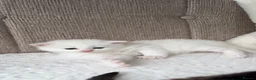 Mixed Breed cats for sale: 4 adorable kittens for sale  - Advert 6