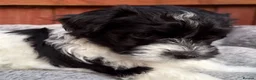 Havanese dogs for sale: Beautiful Havanese Puppies Ready Now - Advert 8