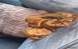 Miniature Dachshund dogs for sale: 3 gorgeous miniature daschunds - Image 21