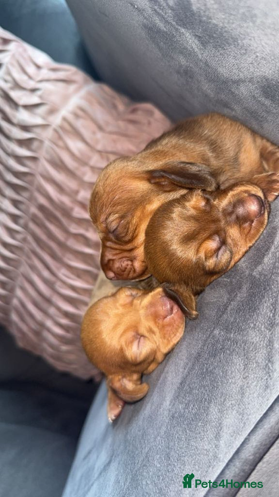 Miniature Dachshund dogs for sale: 3 gorgeous miniature daschunds - Image 21