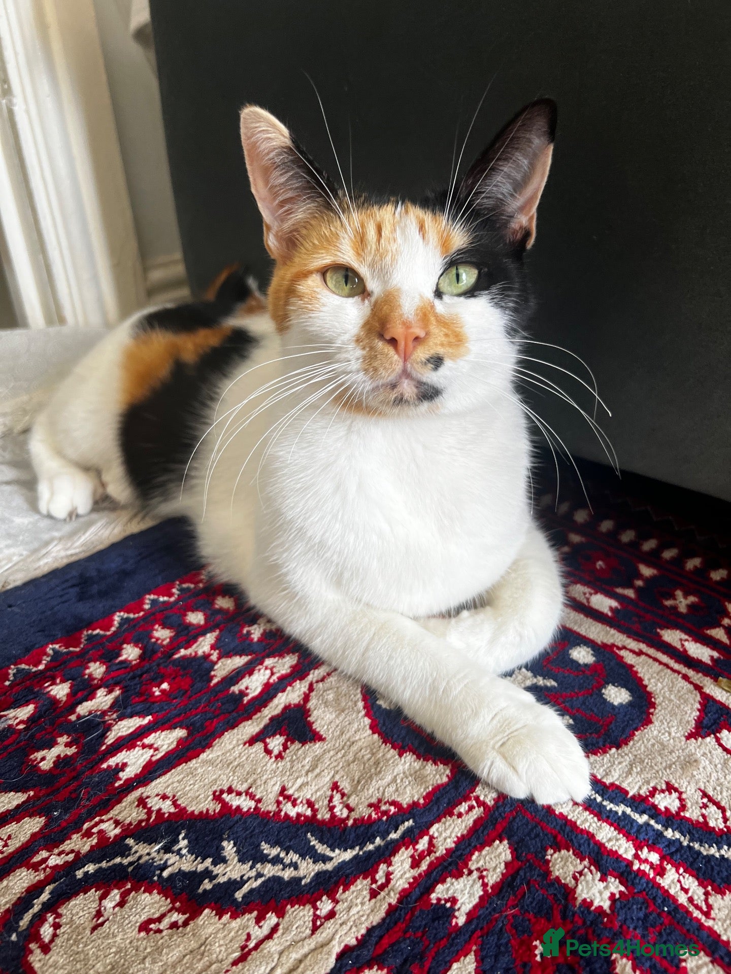 Domestic Shorthair cats Beautiful Energetic Tuxedo Boy — 10 Weeks Old! - Advert 2