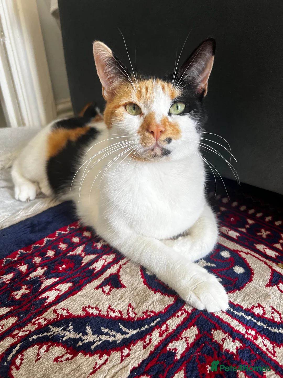 Domestic Shorthair cats for sale: Beautiful Energetic Tuxedo Boy — 10 Weeks Old! in Isleworth - Advert 1
