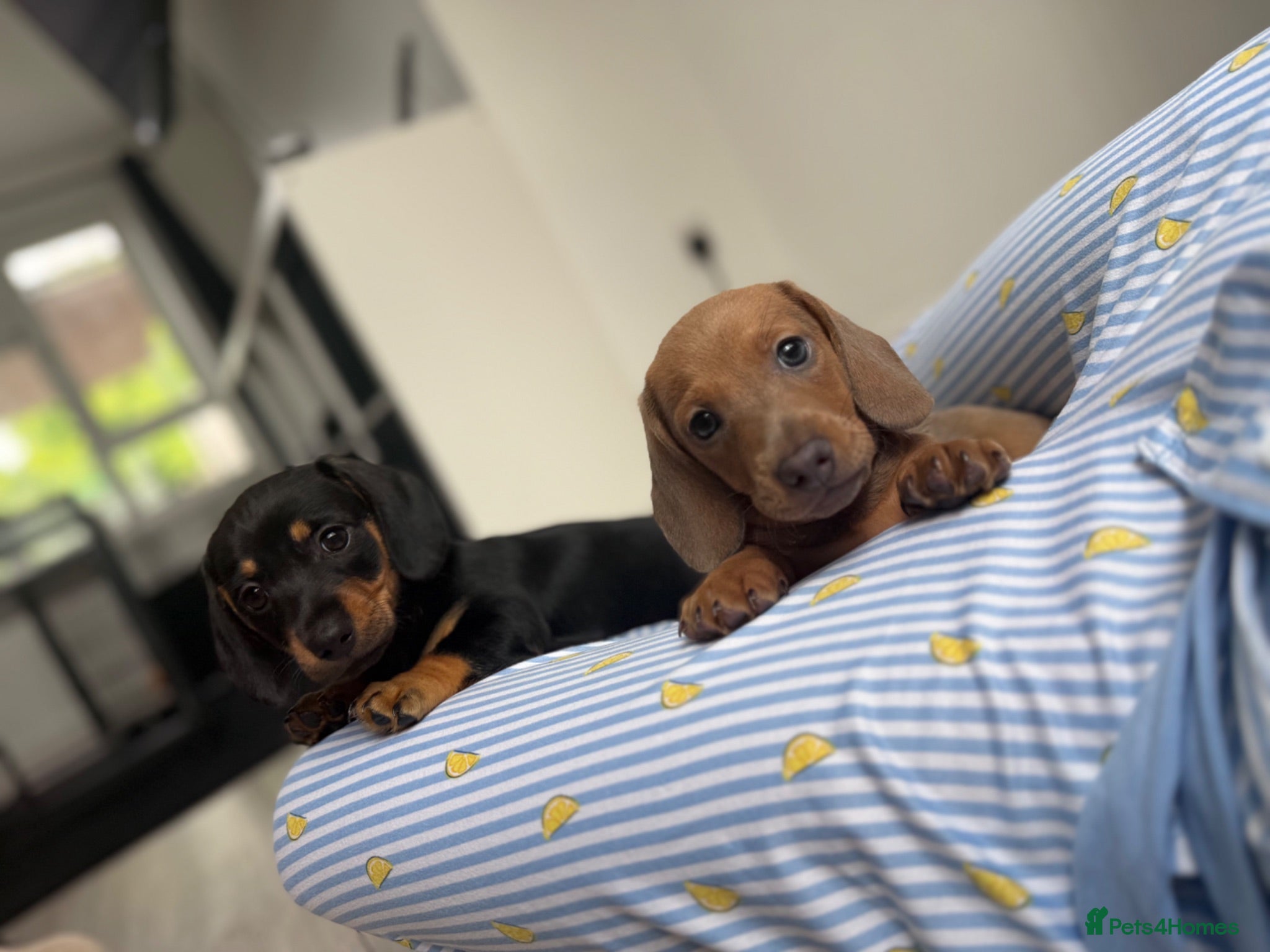 Miniature Dachshund dogs Last 2 beautiful dachshund pups ready 3rd aug - Advert 7