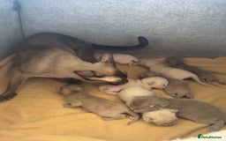 Burmese cats for sale: GCCF-registered, home-raised, Burmese kittens - Image 12