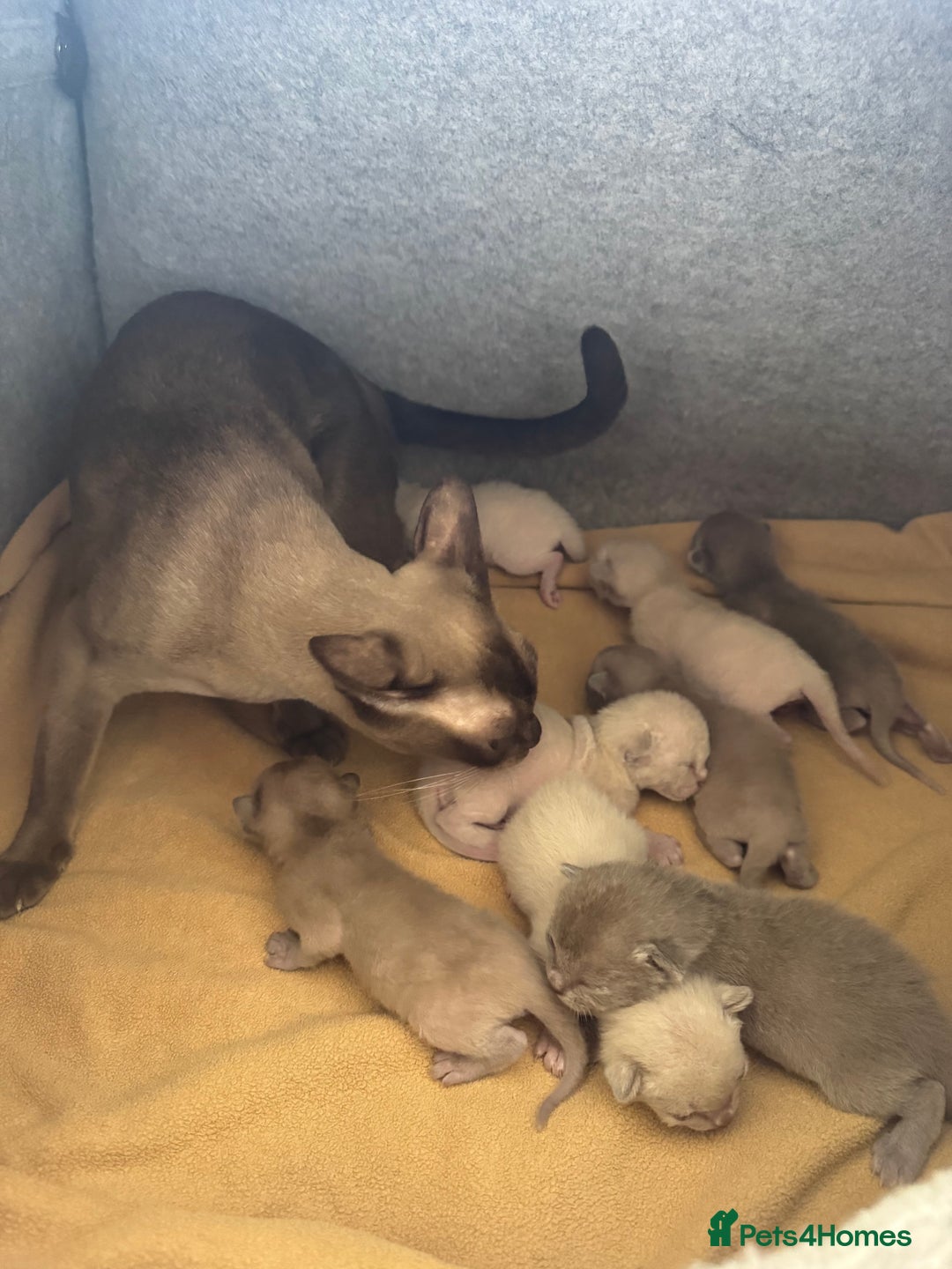 Burmese cats for sale: GCCF-registered, home-raised, Burmese kittens - Image 12