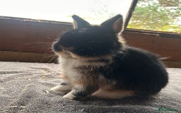 Netherland Dwarf rabbits for sale: Lovely Netherland Dwarf rabbits  - Advert 1