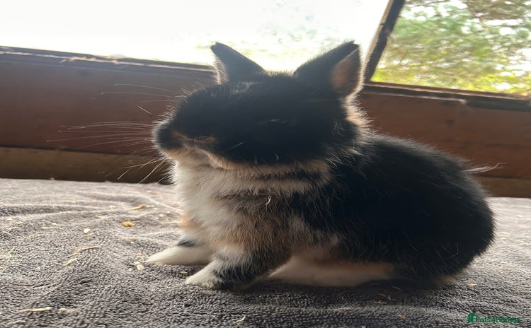 Netherland Dwarf rabbits Lovely Netherland Dwarf rabbits  - Advert 4