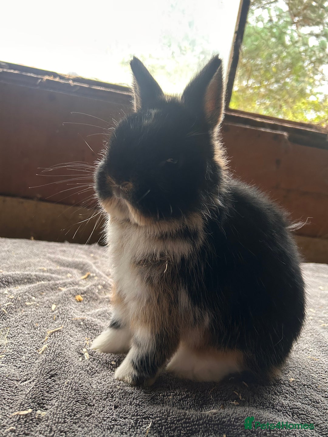 Netherland Dwarf rabbits for sale: Lovely Netherland Dwarf rabbits  - Advert 1