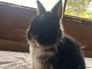 Netherland Dwarf rabbits Lovely Netherland Dwarf rabbits - Advert 1