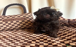 Shih Tzu dogs for sale: Stunning KC chocolate imperial Shihtzu puppies - Image 11