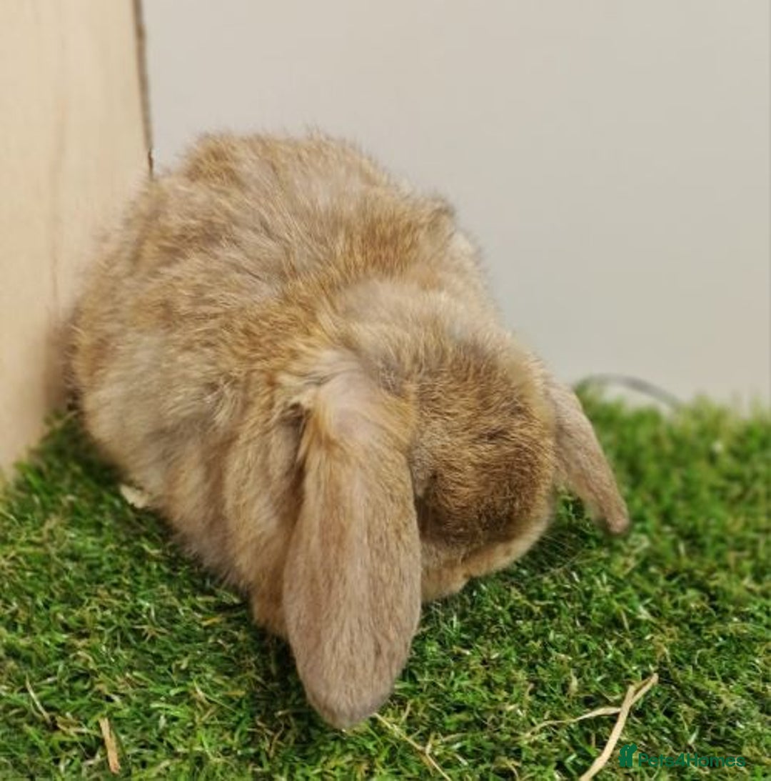 Mini Lop rabbits for sale: Vaccinated wellhandled Mini Lop-please read advert - Image 10