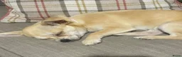 Chihuahua dogs for sale: 2 Chihuahuas male 15mths  Female 3 yrs sad sale - Advert 10