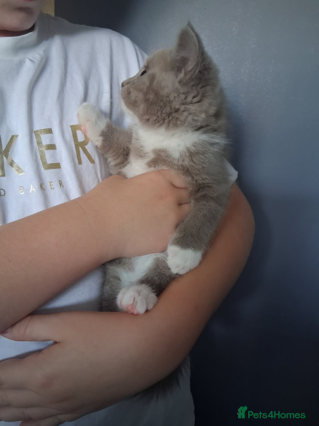 British Shorthair cats for sale: Adorable British short hair Kittens  - Image 7