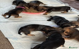 Dachshund dogs for sale: 🐾 Beautiful Dachshund Puppies - Image 5