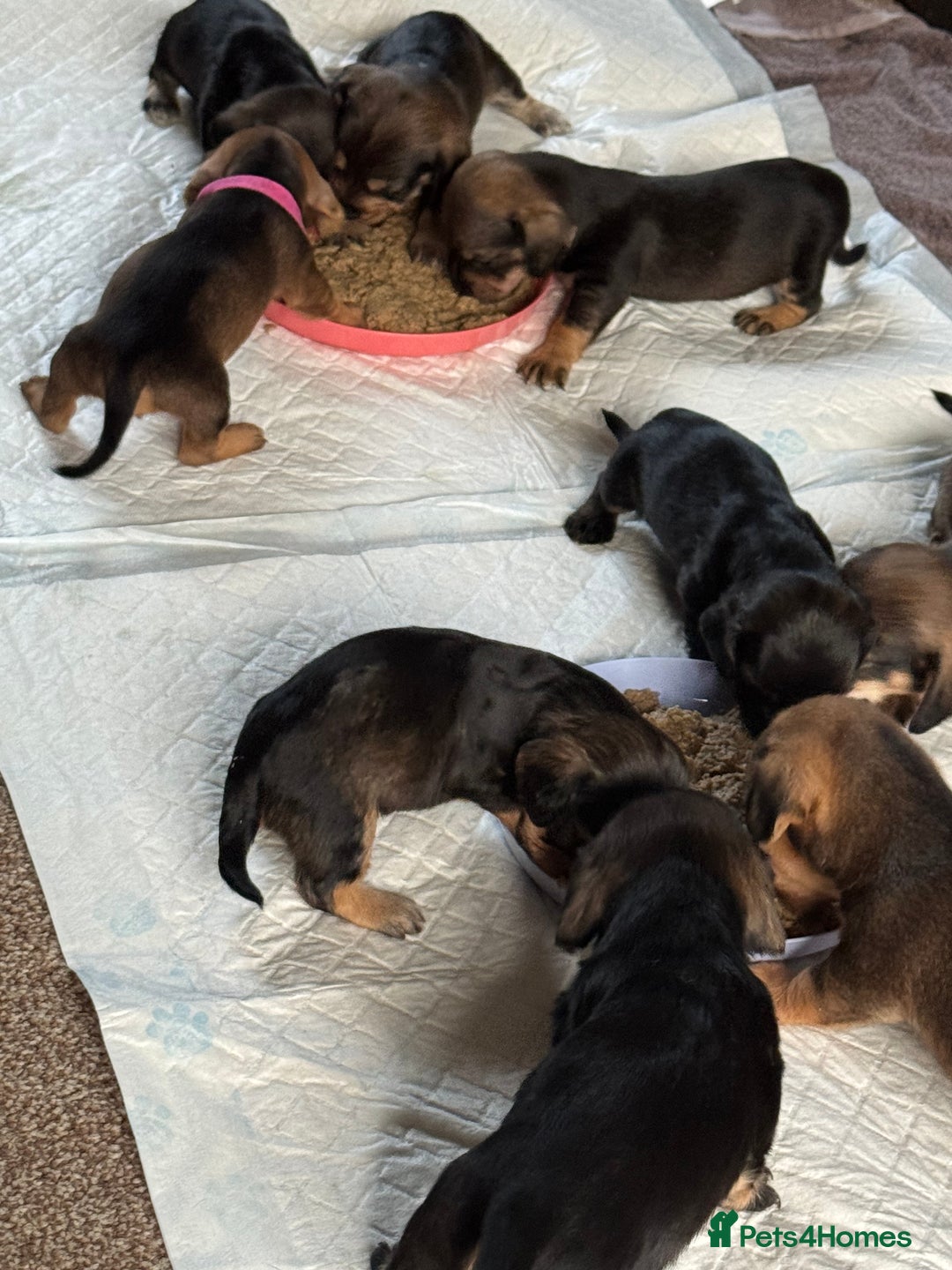 Dachshund dogs for sale: 🐾 Beautiful Dachshund Puppies - Image 5