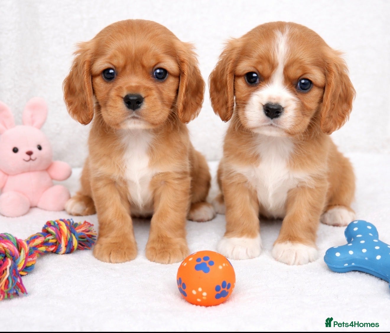 Cavalier King Charles Spaniel dogs Beautiful, Cavalier King Charles Spaniel puppies - Advert 2