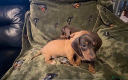 Miniature Dachshund dogs for sale: Kc registered Miniature dachshund puppies  - Image 16