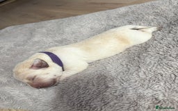 Labrador Retriever dogs for sale: Beautiful litter of kc registered labrador  - Image 6