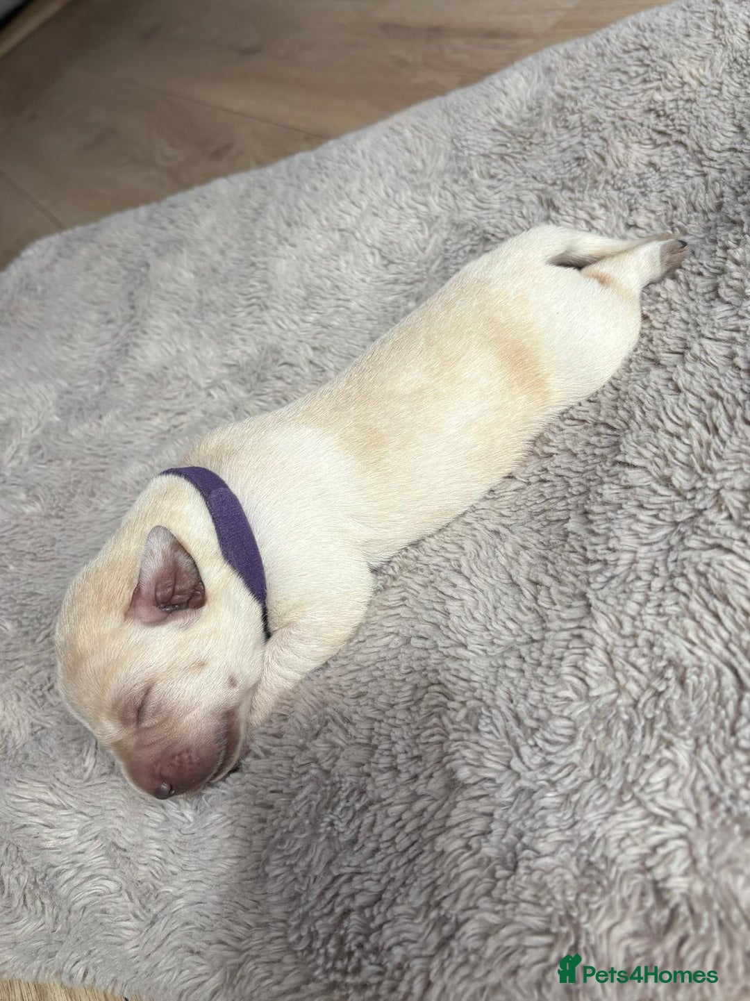 Labrador Retriever dogs for sale: Beautiful litter of kc registered labrador  - Image 6