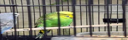 Budgerigars birds for sale: Pair of Budgies with Cage – £40 🐦 | in Leeds - Advert 4